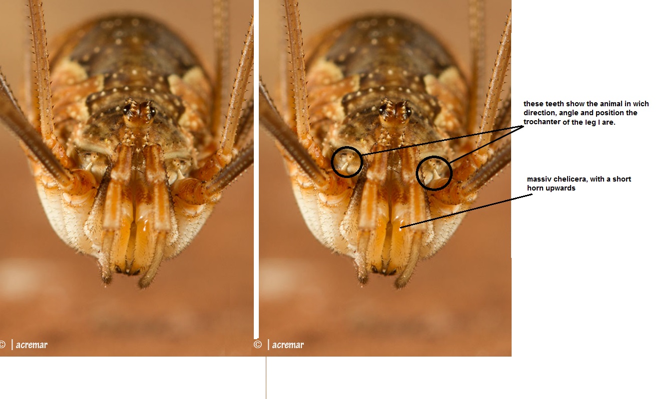 Opilionide da identificare